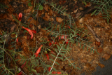 Sutherlandia frutescens RCP5-10 076.jpg